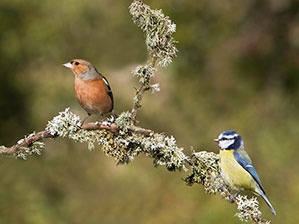 birds in the cottage garden